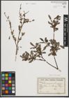 Foto von Salix purpurea L. x Salix repens L.